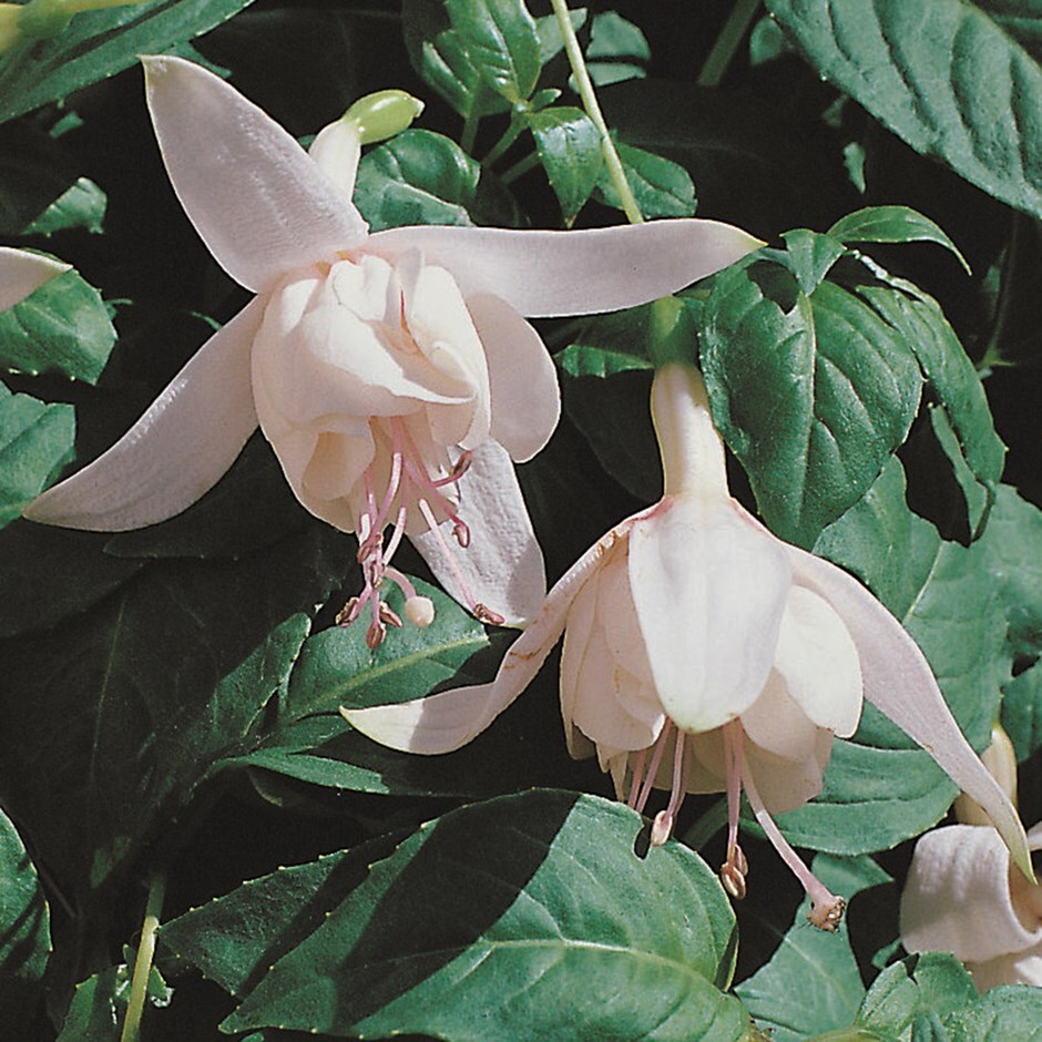 <i>Fuchsia</i> 'Happy Wedding Day'