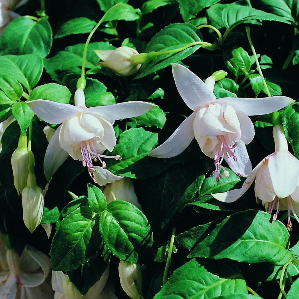 <i>Fuchsia</i> 'Happy Wedding Day'