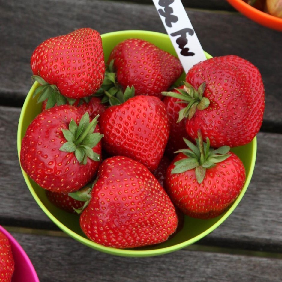 strawberry Cambridge Favourite - mid season fruiting
