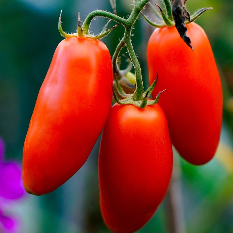 plum tomato or Solanum lycopersicum 'Roma'