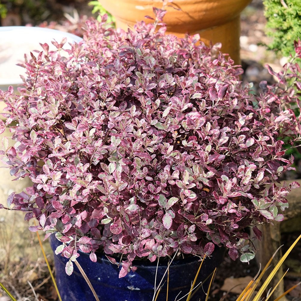 Product options image