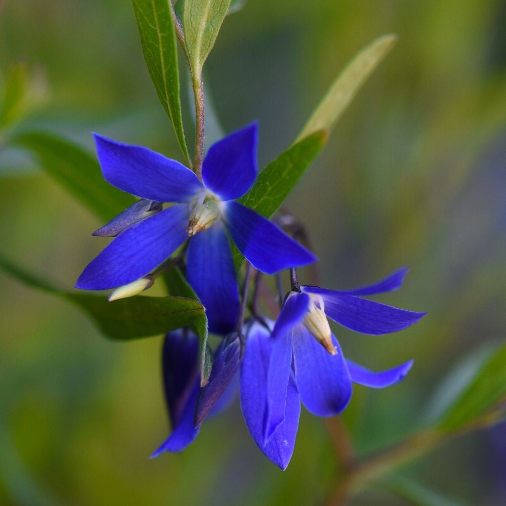 <i>Billardiera heterophylla</i> 'Ultra Blue' (PBR)