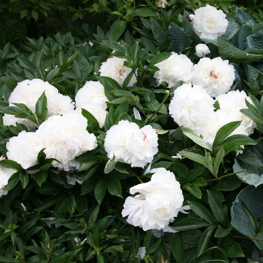 Buy paeony or peony Paeonia lactiflora Shirley Temple: £8.99 Delivery ...