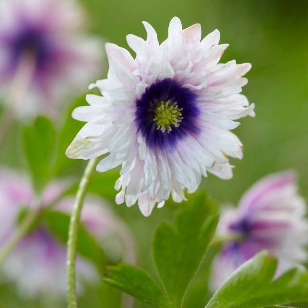 Anemone nemorosa Blue Eyes