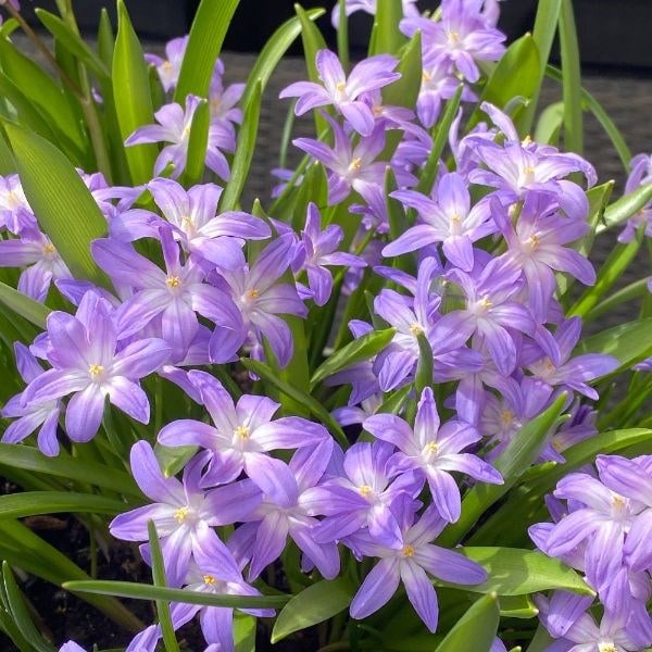 Scilla forbesii Violet Beauty