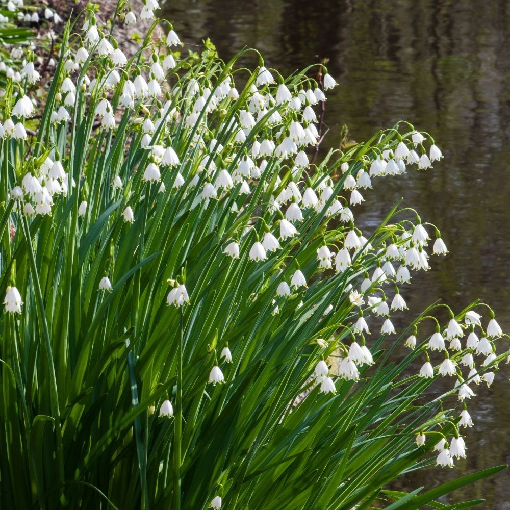 Product options image