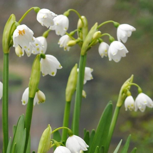 Leucojum aestivum Gravetye Giant