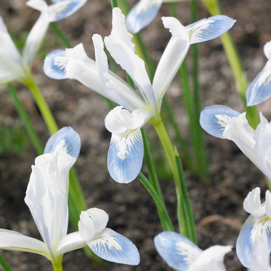 Buy iris reticulata bulbs Iris Frozen Planet: £7.99 Delivery by Crocus