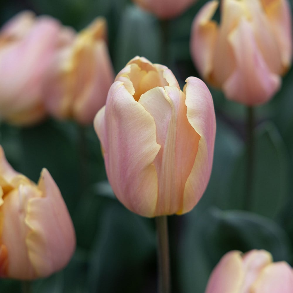 <i>Tulipa</i> 'Salmon Jimmy'