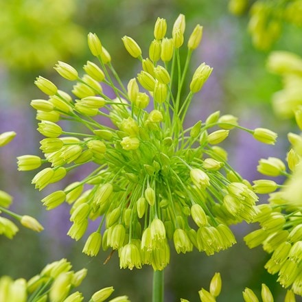 Allium convallarioides yellow-flowered