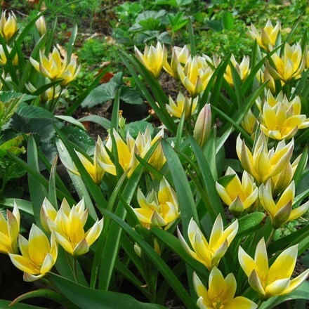 Tulipa tarda - Organic bulbs
