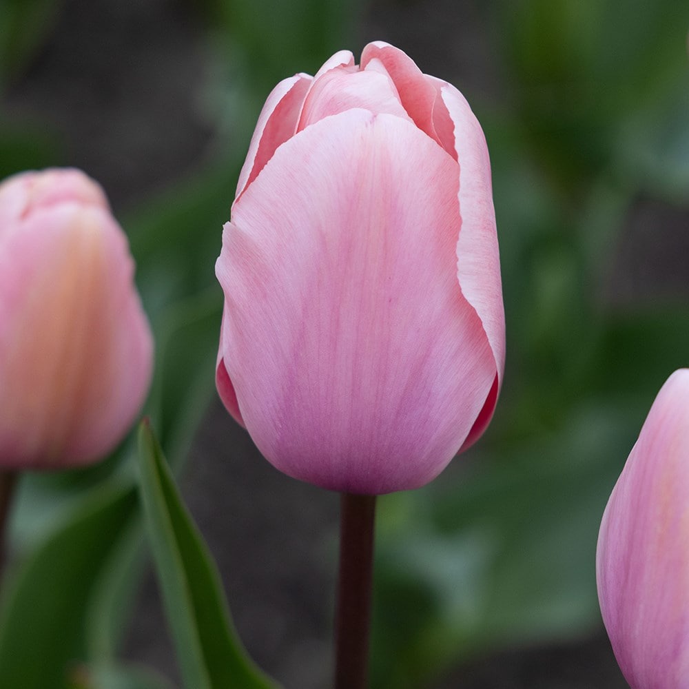 Buy Darwin Hybrid Tulip Bulbs Tulipa 'Salmon Impression': Delivery By ...