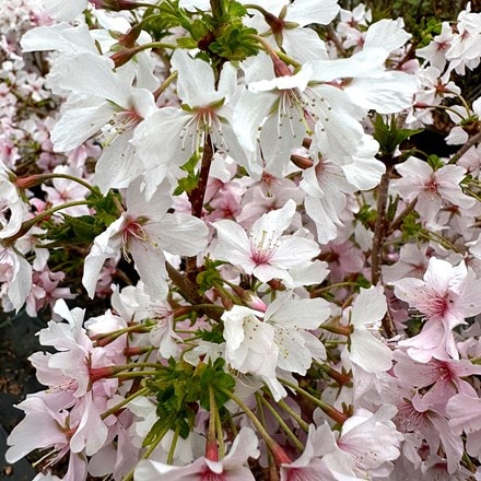 Prunus nipponica var. kurilensis Brillant