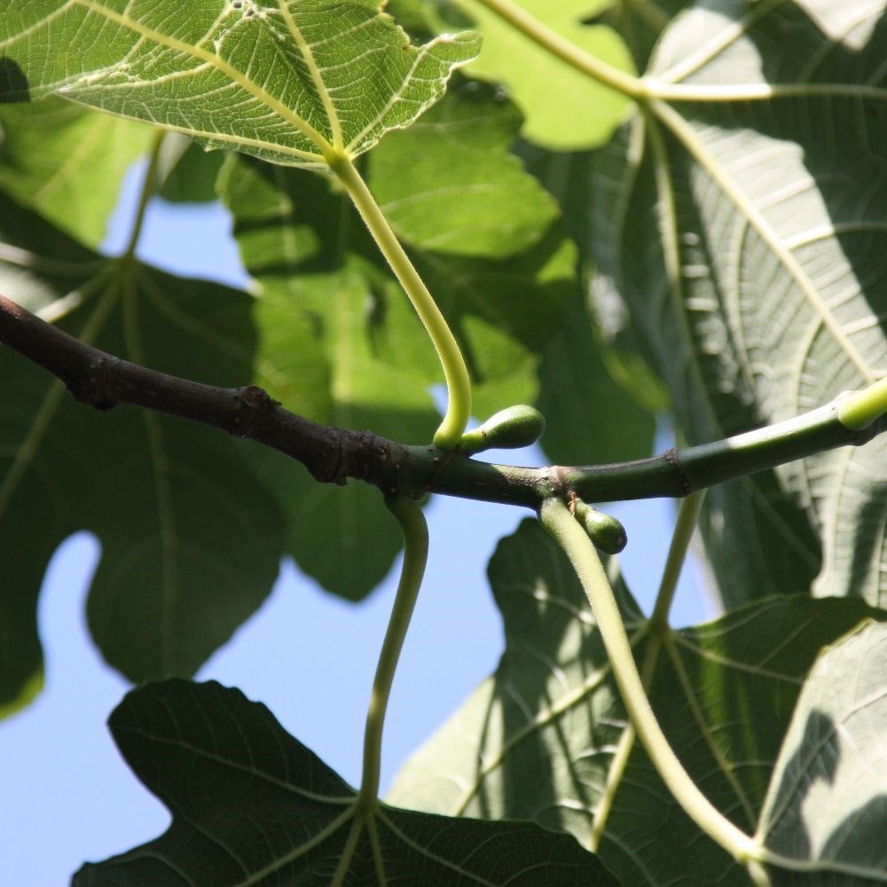 Buy fig Brown Turkey Ficus carica Brown Turkey £89.99 Delivery by Crocus