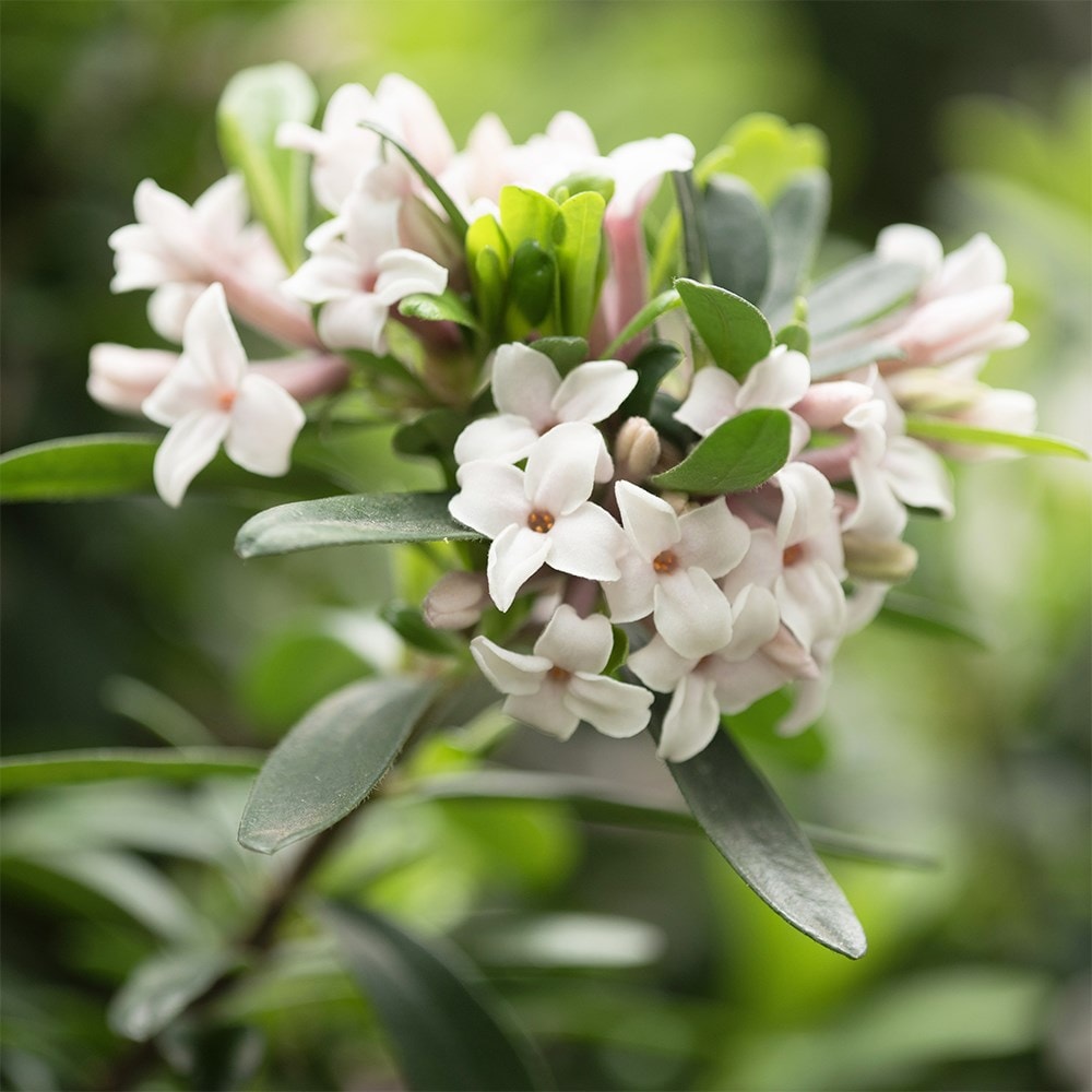 Product options image