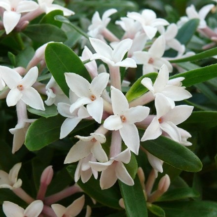 Daphne × transatlantica Eternal Fragrance ('Blafra') (PBR)