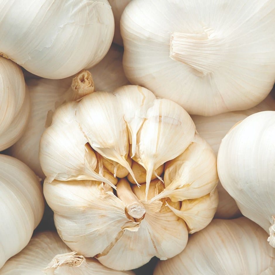 garlic 'Garcua' (PBR)