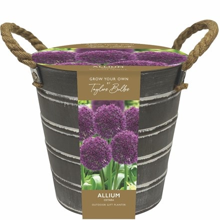Outdoor metal bucket Alliums
