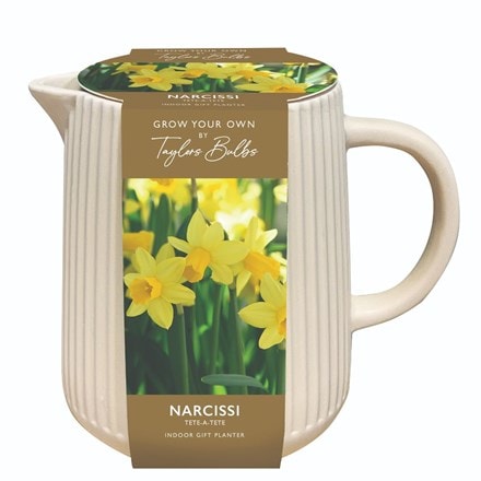 Indoor ceramic Narcissi jug gift set