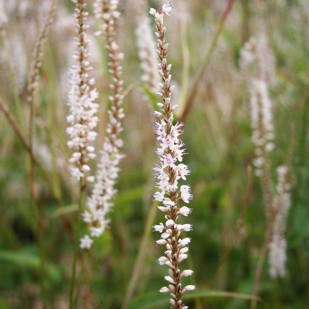 Product options image