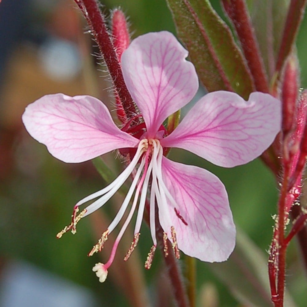 <i>Oenothera lindheimeri</i> <b class=small-caps>Cherry Brandy</b> ('Gauchebra')