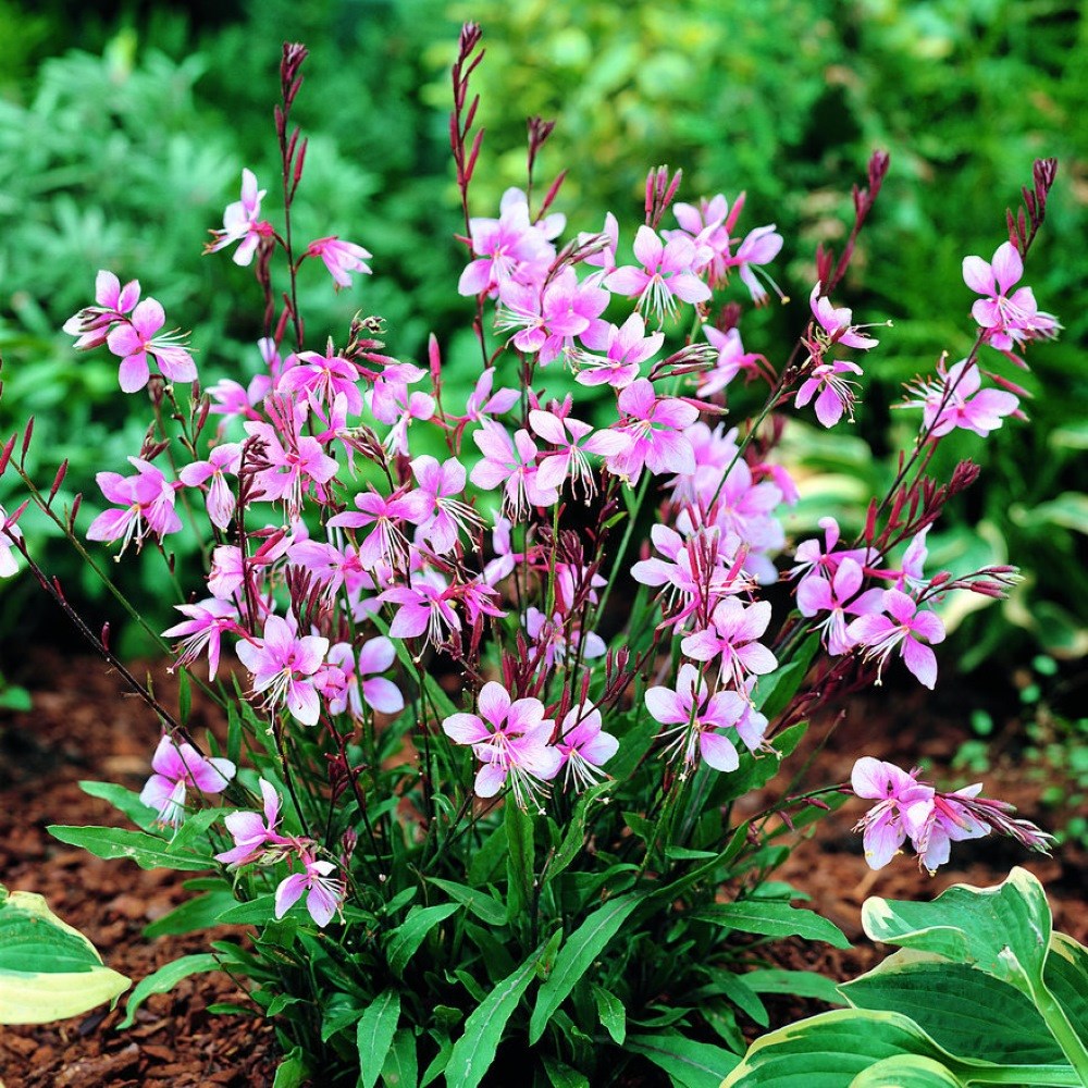 <i>Oenothera lindheimeri</i> <b class=small-caps>Cherry Brandy</b> ('Gauchebra')