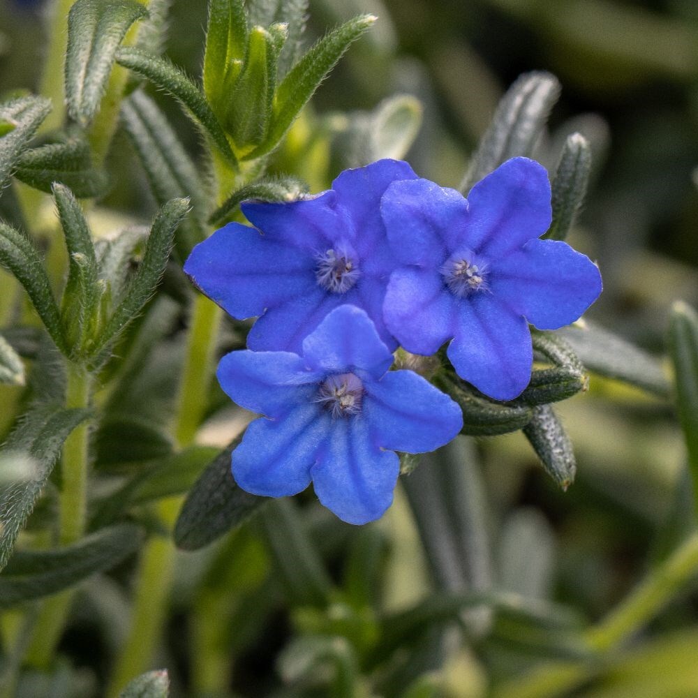 Buy Lithospermum (syn. Lithodora Diffusa Heavenly Blue) Glandora ...