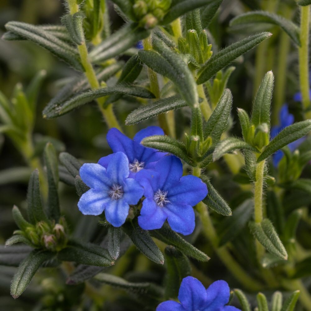 Buy Lithospermum (syn. Lithodora Diffusa Heavenly Blue) Glandora ...