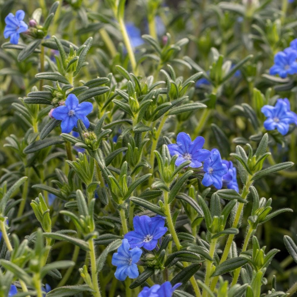 Buy lithospermum (syn. Lithodora diffusa Heavenly Blue) Glandora