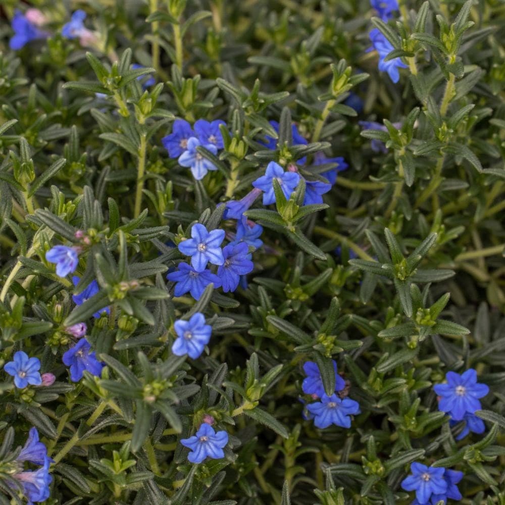 Buy Lithospermum Syn Lithodora Diffusa Heavenly Blue Glandora