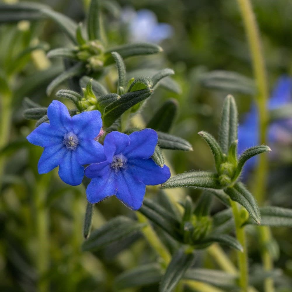 <i>Glandora prostrata</i> 'Heavenly Blue'