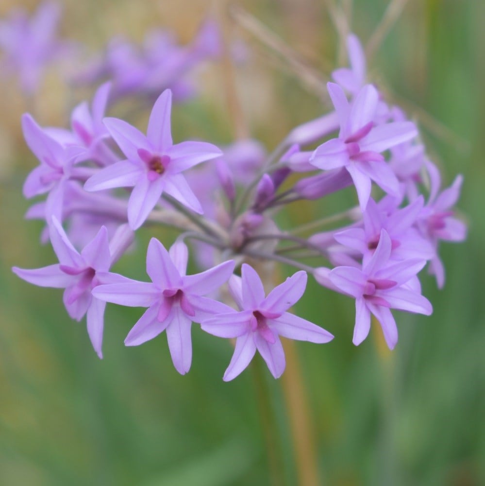 Product options image