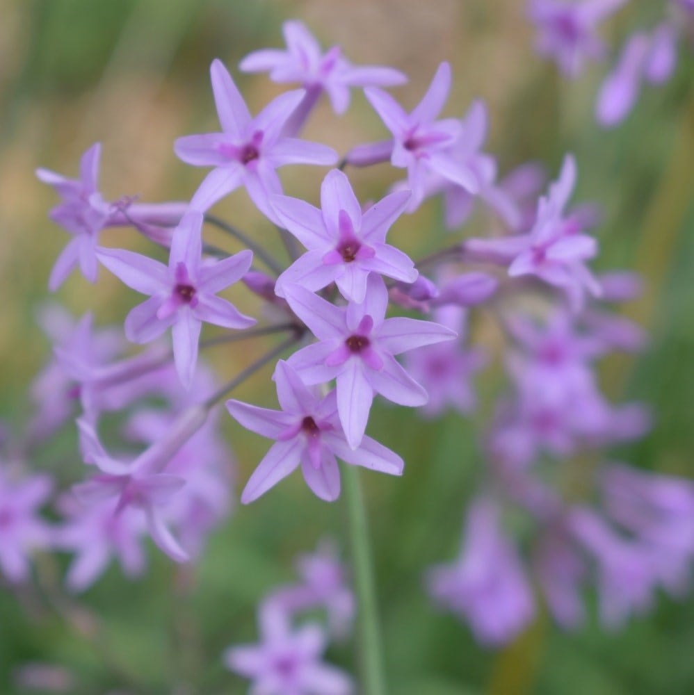 <i>Tulbaghia violacea</i> 