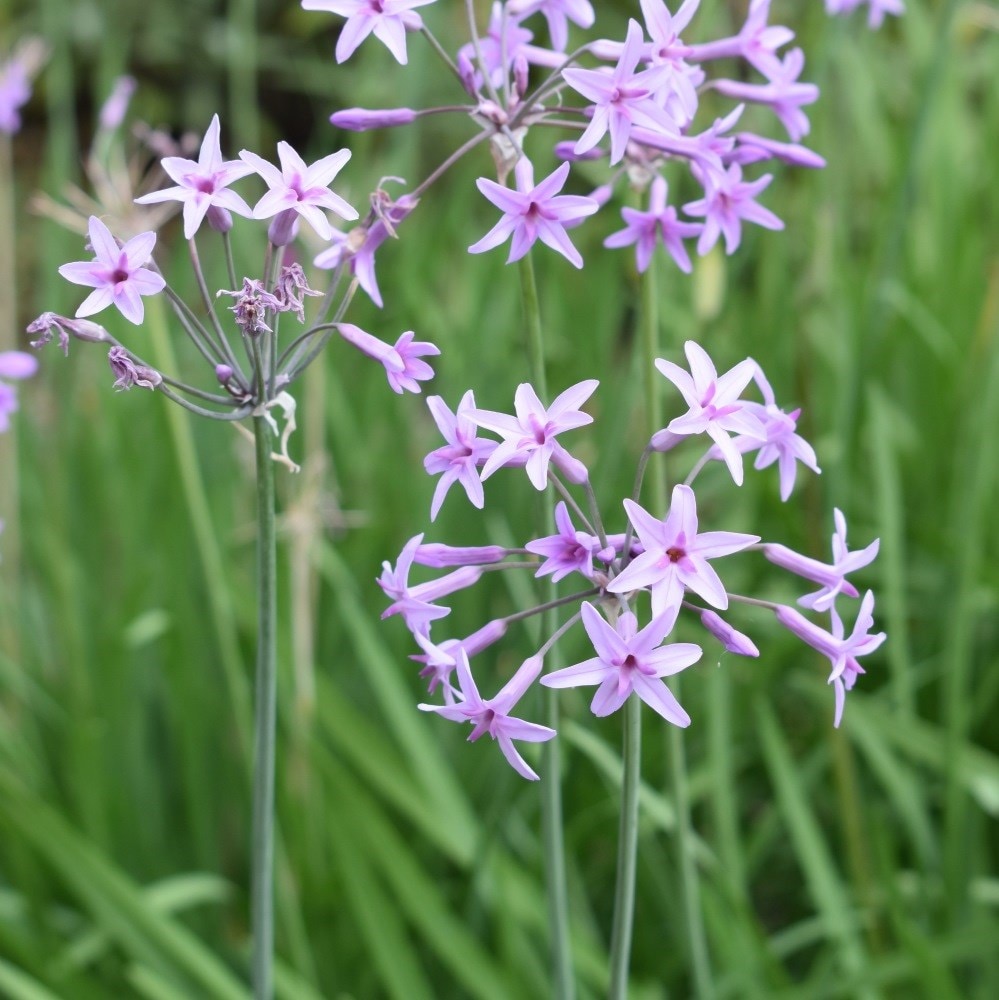 <i>Tulbaghia violacea</i> 