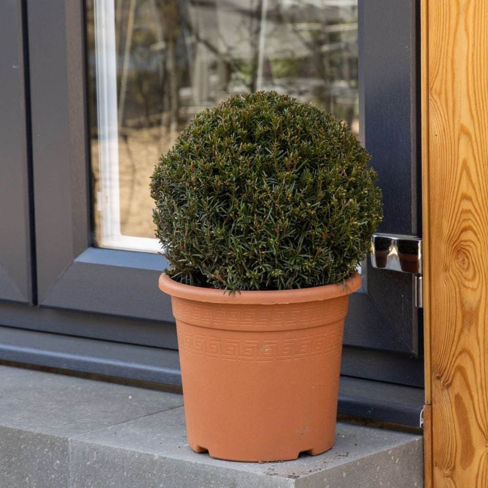 Taxus baccata ball