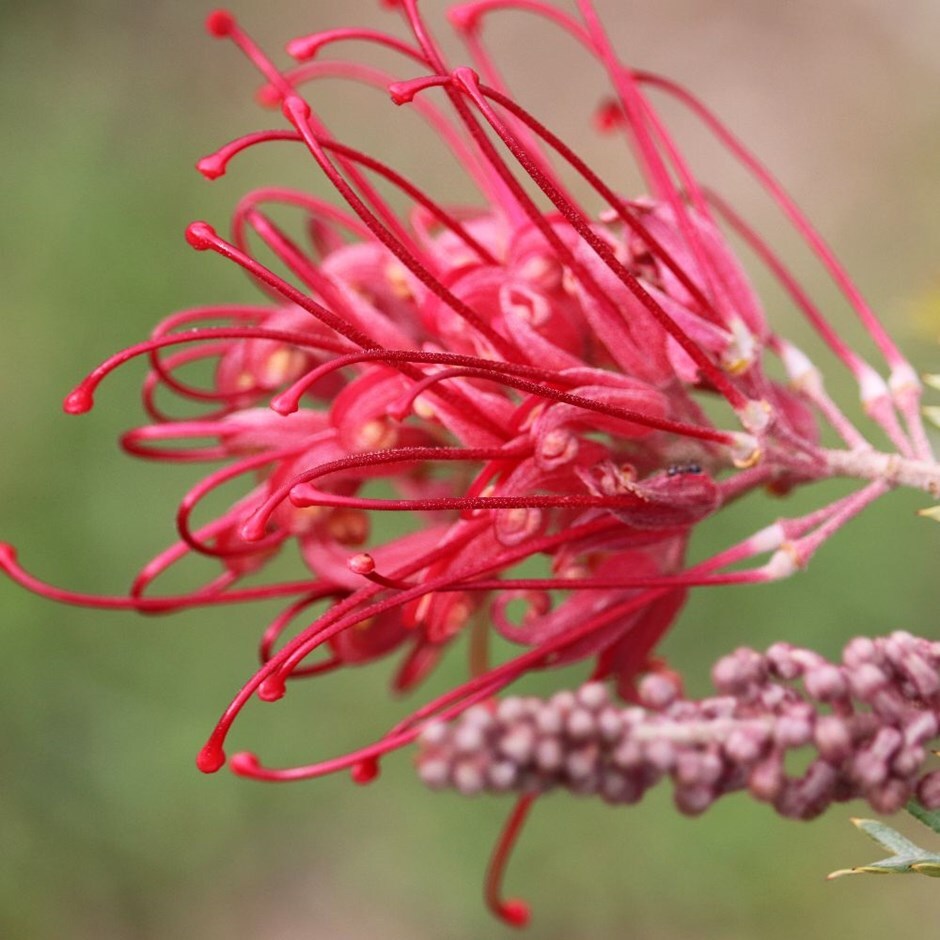 Buy grevillea Grevillea robusta 'Red Salento'