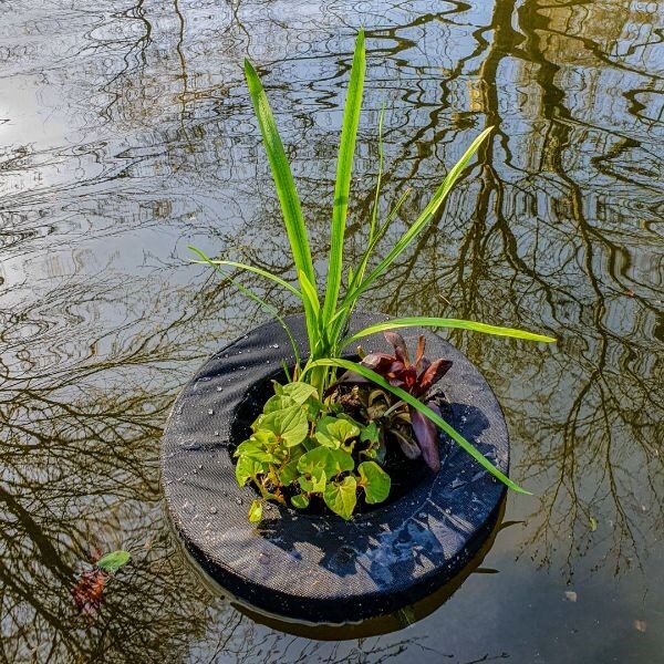 Pond Plants by Crocus