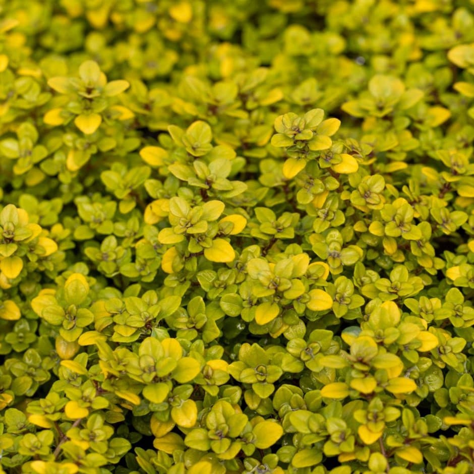 creeping thyme - Archers Gold