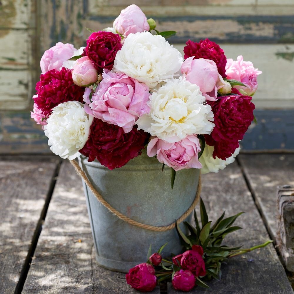 Buying peonies deals