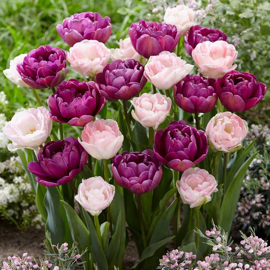 Buy tulip collection Duo of double tulips 'collection': Delivery by ...