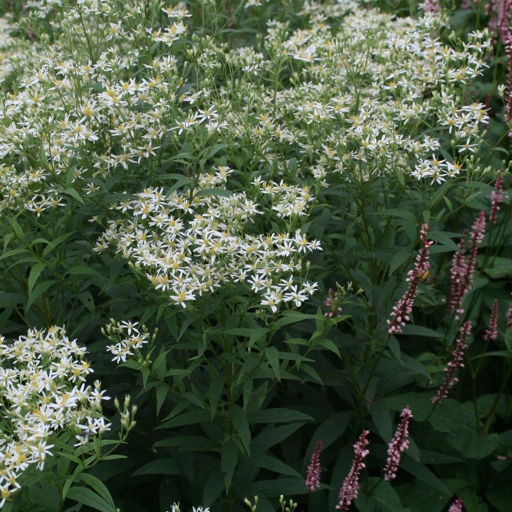 Product options image