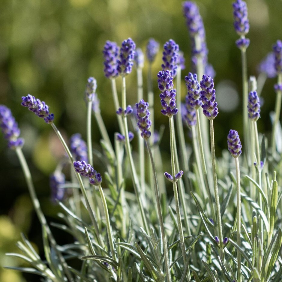 Buy lavender Lavandula angustifolia Felice (PBR): £16.99 Delivery by Crocus