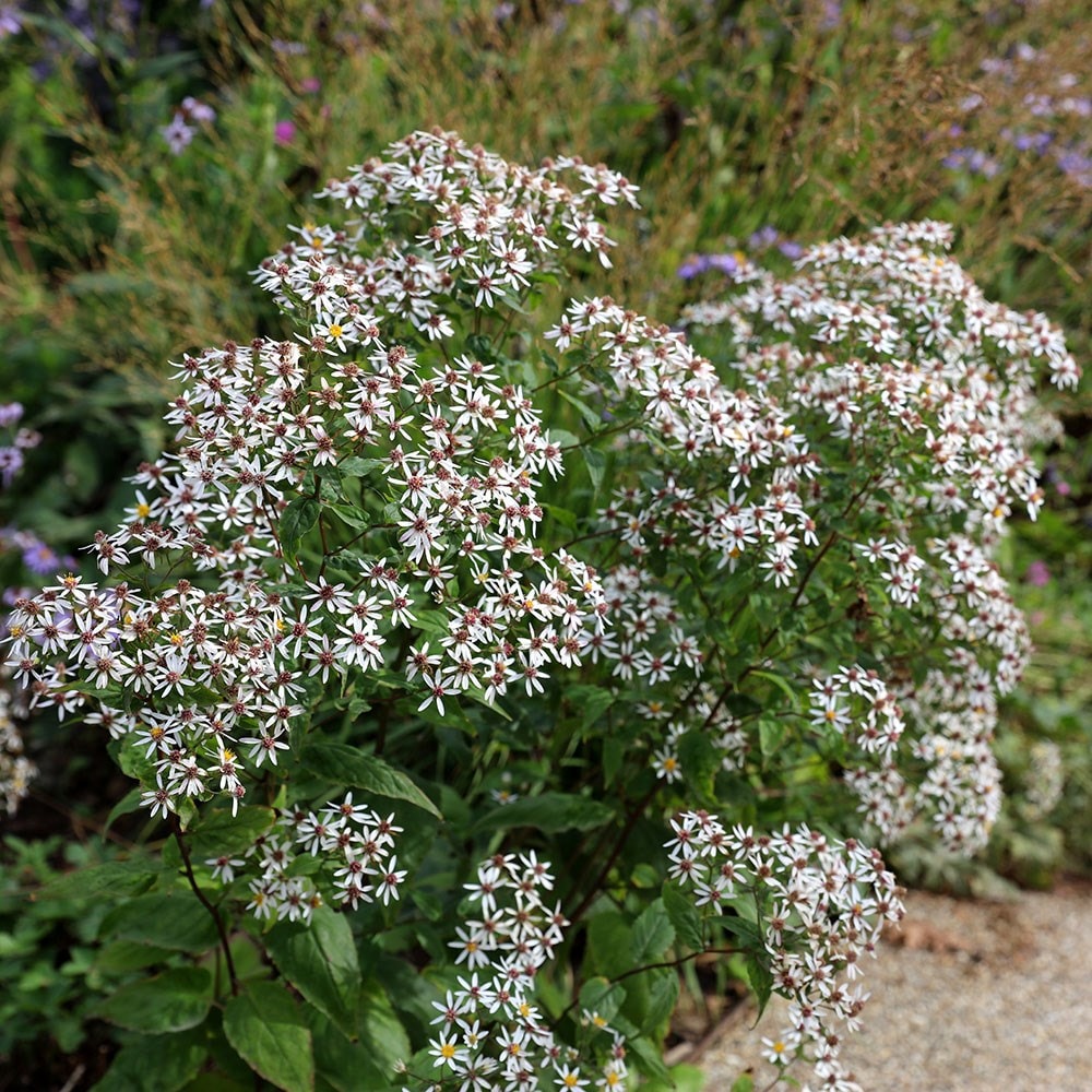 Buy Aster Divaricatus Or Eurybia Divaricata Eurybia Divaricata 7 99   Pl2000042528 