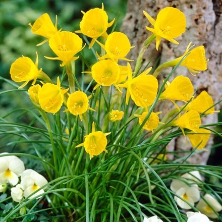 Narcissus bulbocodium Golden Bells Group