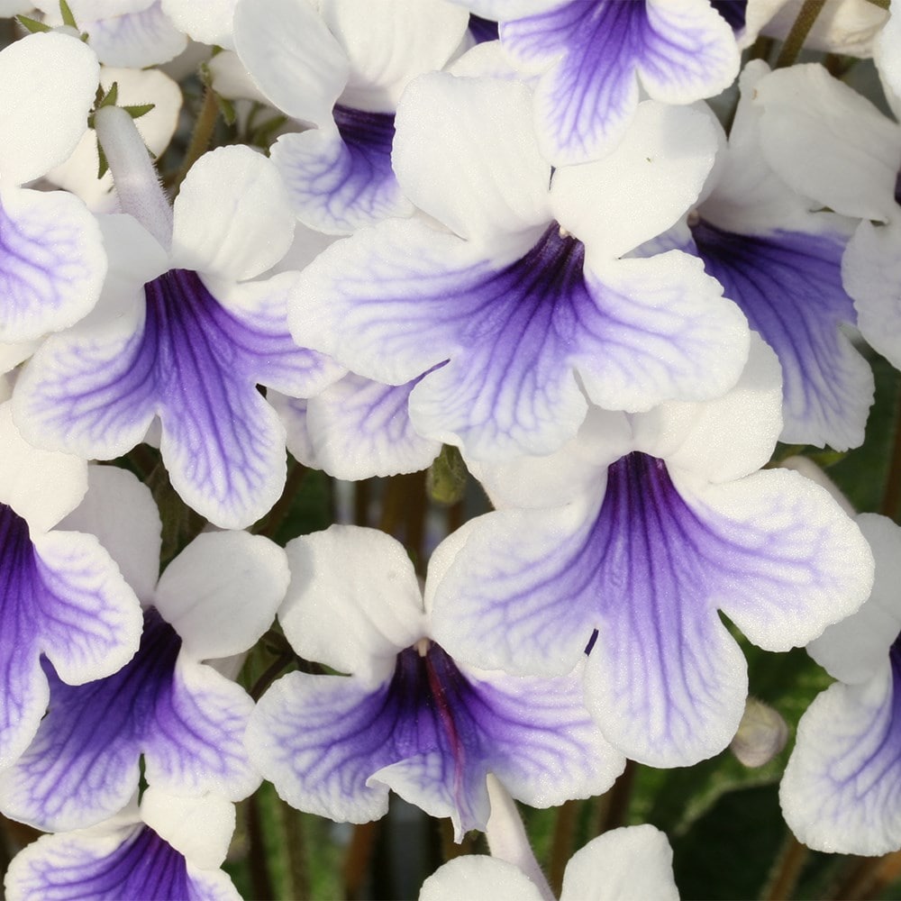 Award-winning Streptocarpus collection