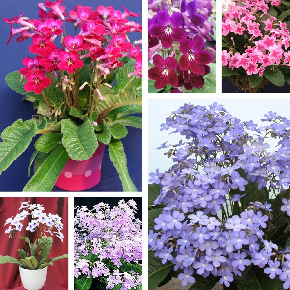 Streptocarpus collection