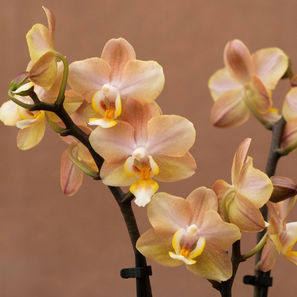 Phalaenopsis Aromio Honey | Scented Orchid