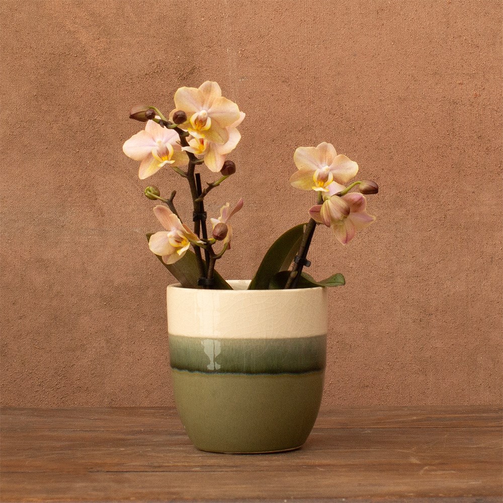 Phalaenopsis Aromio Honey | Scented Orchid