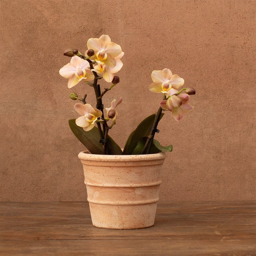 Phalaenopsis Aromio Honey | Scented Orchid