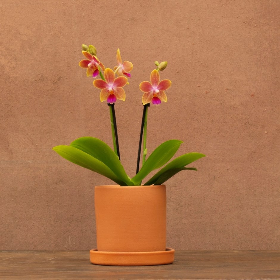 moth orchid
